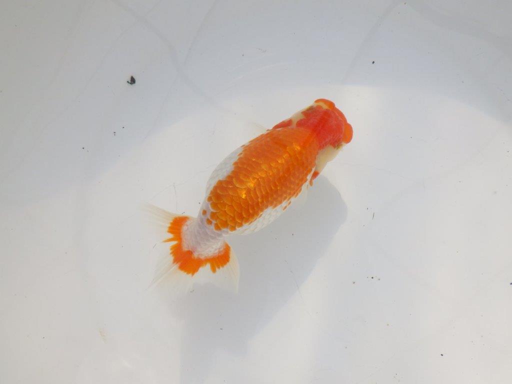 【 志摩紅鱗会所属ブリーダーN.M様 当歳らんちゅう】迫力あり! 約14,5㎝  メス?