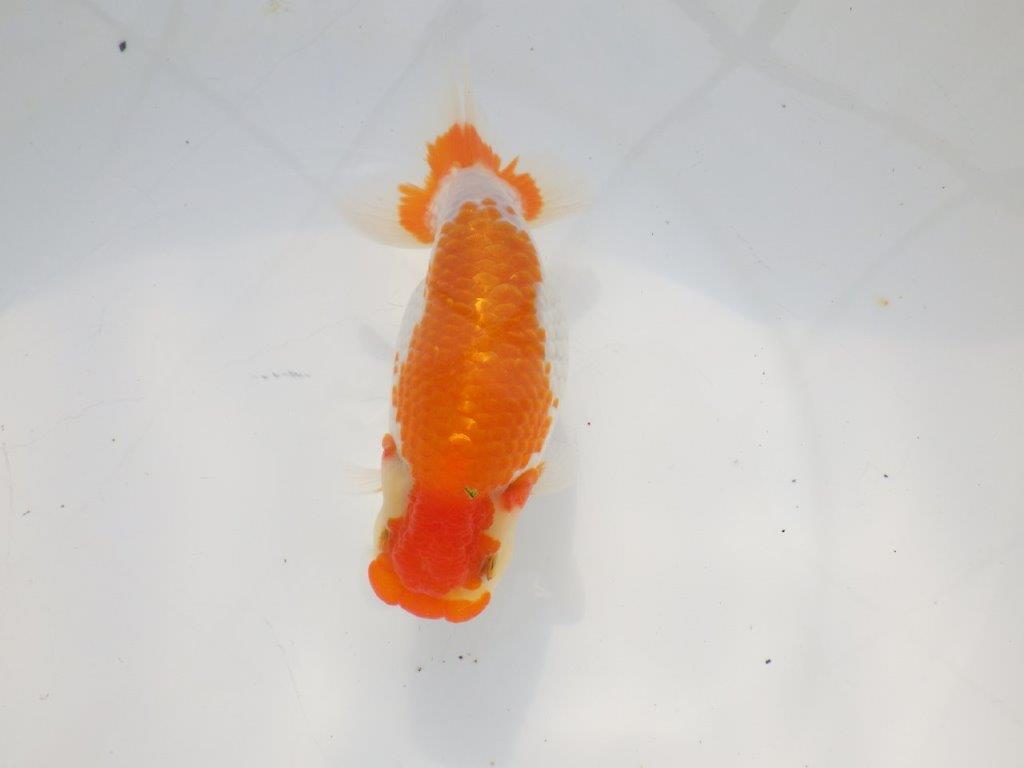 【 志摩紅鱗会所属ブリーダーN.M様 当歳らんちゅう】迫力あり! 約14,5㎝  メス?