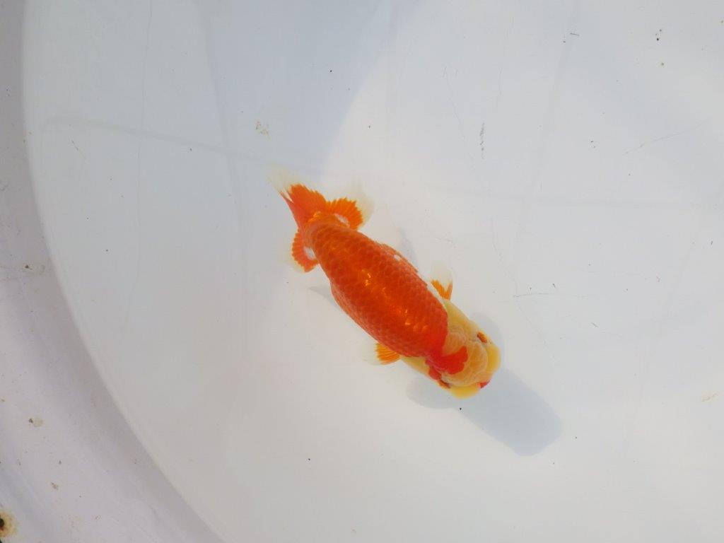 【 志摩紅鱗会所属ブリーダーＮ．Ｍ様　当歳らんちゅう】艶があり美しい！　約13㎝  オス？