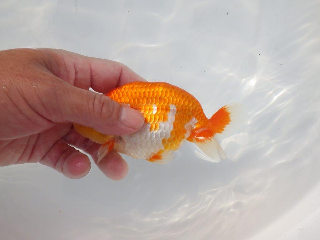 【 志摩紅鱗会所属ブリーダーＮ．Ｍ様　当歳らんちゅう】艶があり美しい！　約13㎝  オス？