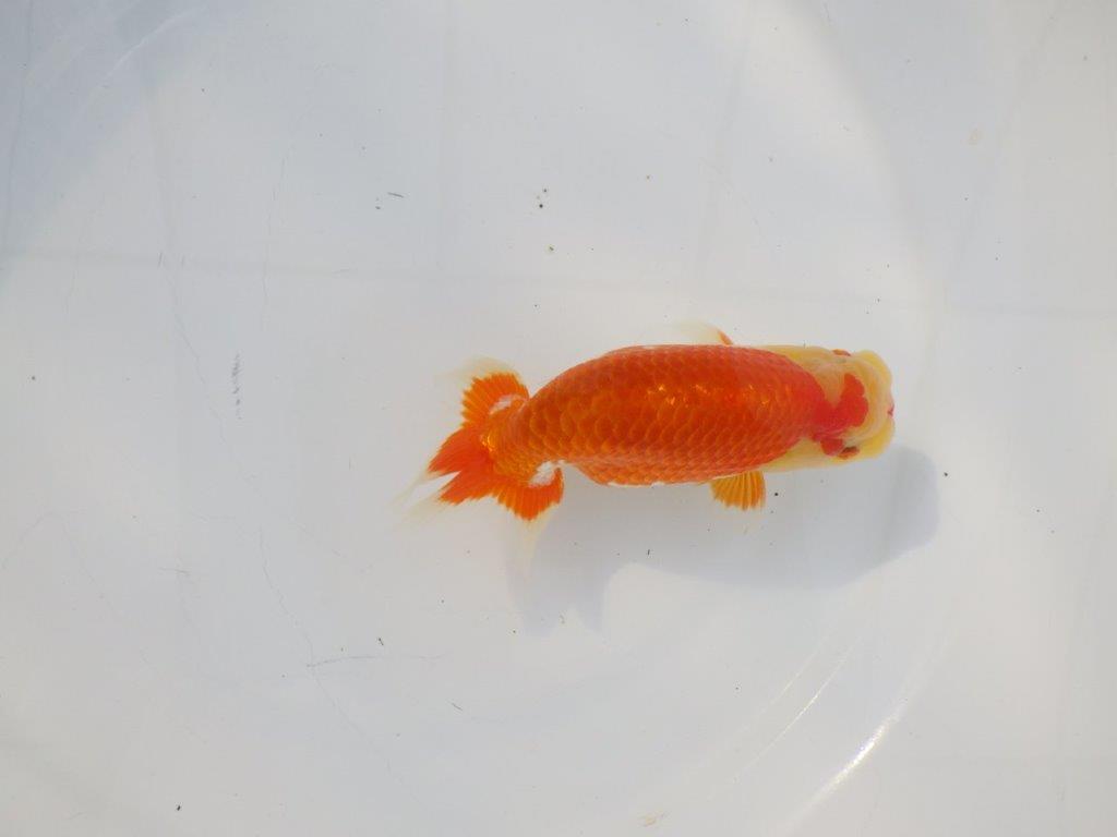 【 志摩紅鱗会所属ブリーダーＮ．Ｍ様　当歳らんちゅう】艶があり美しい！　約13㎝  オス？