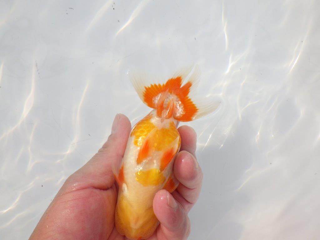 【 志摩紅鱗会所属ブリーダーＮ．Ｍ様　当歳らんちゅう】艶があり美しい！　約13㎝  オス？