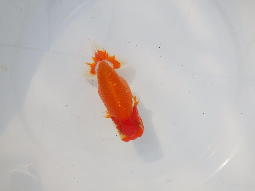 【 志摩紅鱗会所属ブリーダーN.M様 当歳らんちゅう】飼い込みお勧め! 約13㎝ オス?