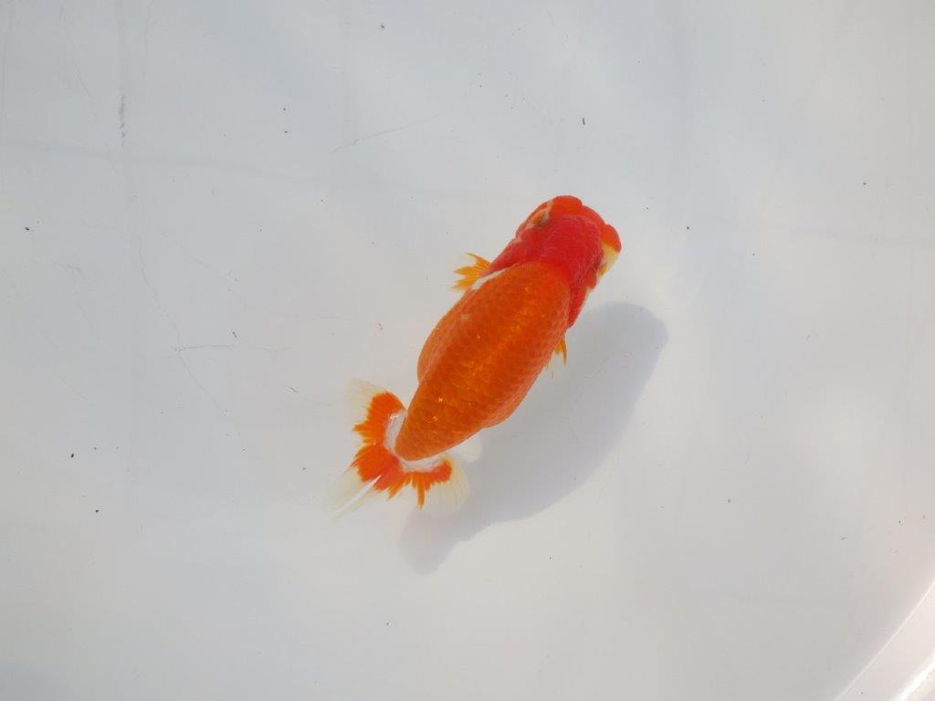 【 志摩紅鱗会所属ブリーダーN.M様 当歳らんちゅう】飼い込みお勧め! 約13㎝ オス?