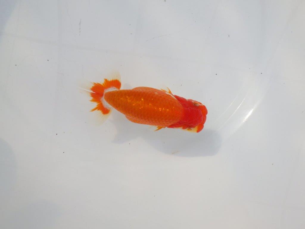 【 志摩紅鱗会所属ブリーダーN.M様 当歳らんちゅう】飼い込みお勧め! 約13㎝ オス?