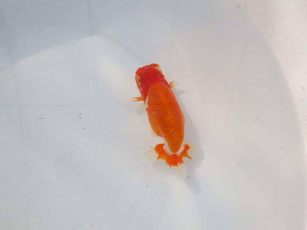 【 志摩紅鱗会所属ブリーダーN.M様 当歳らんちゅう】飼い込みお勧め! 約13㎝ オス?