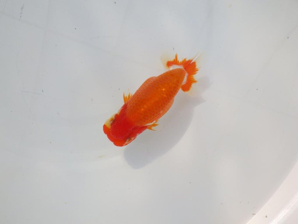 【 志摩紅鱗会所属ブリーダーＮ．Ｍ様　当歳らんちゅう】飼い込みお勧め！　約13㎝  オス？の上身