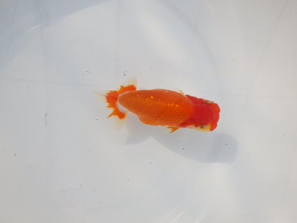 【 志摩紅鱗会所属ブリーダーN.M様 当歳らんちゅう】飼い込みお勧め! 約13㎝ オス?