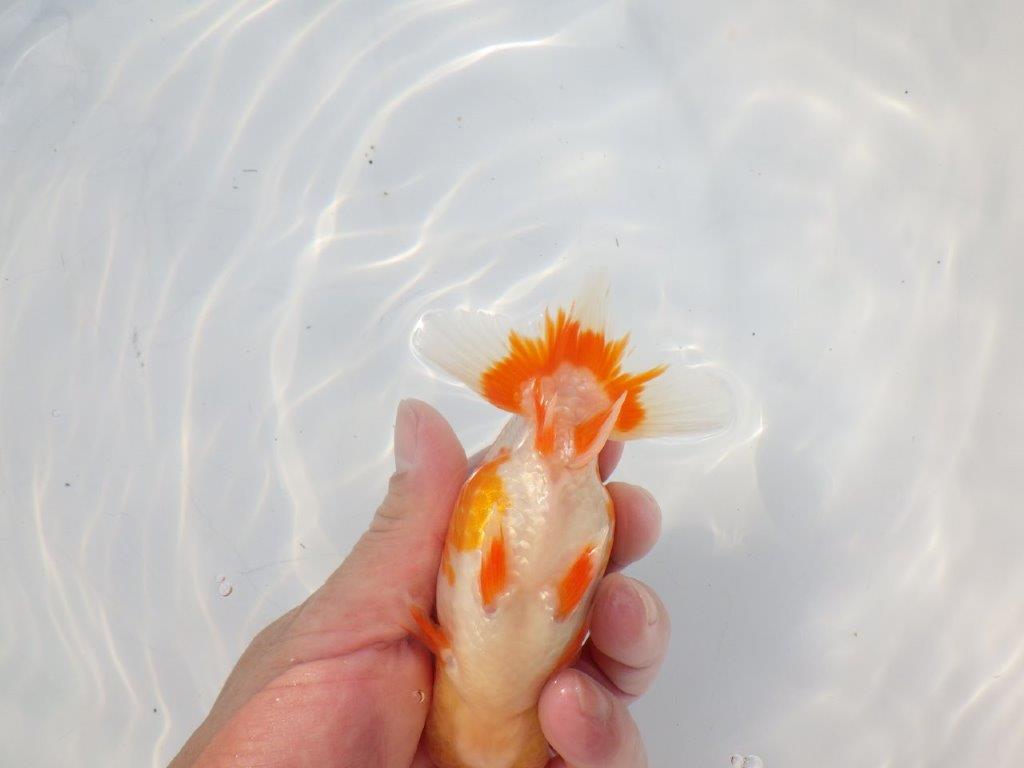 【 志摩紅鱗会所属ブリーダーN.M様 当歳らんちゅう】飼い込みお勧め! 約13㎝ オス?