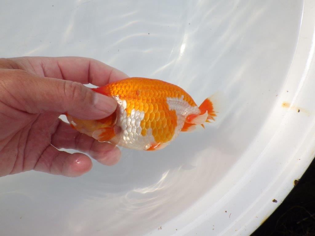 【 志摩紅鱗会所属ブリーダーN.M様 当歳らんちゅう】飼い込みお勧め! 約13㎝ オス?