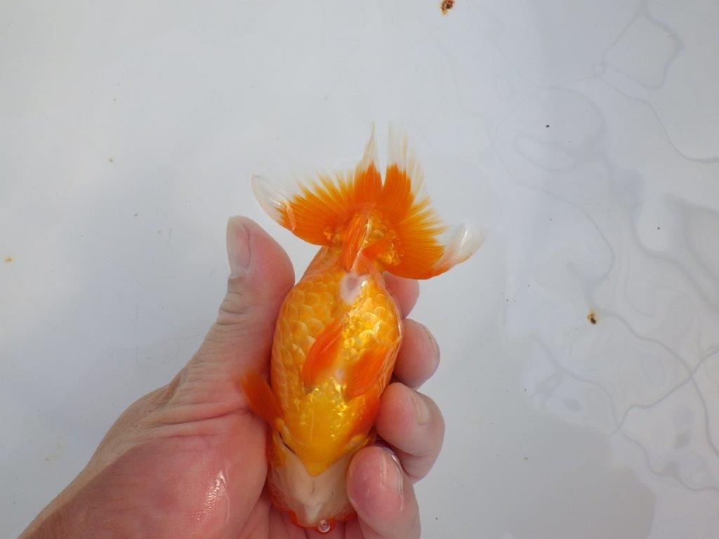 【 志摩紅鱗会所属ブリーダーY様 当歳らんちゅう】タネにお勧め! 約12,5㎝  オス?