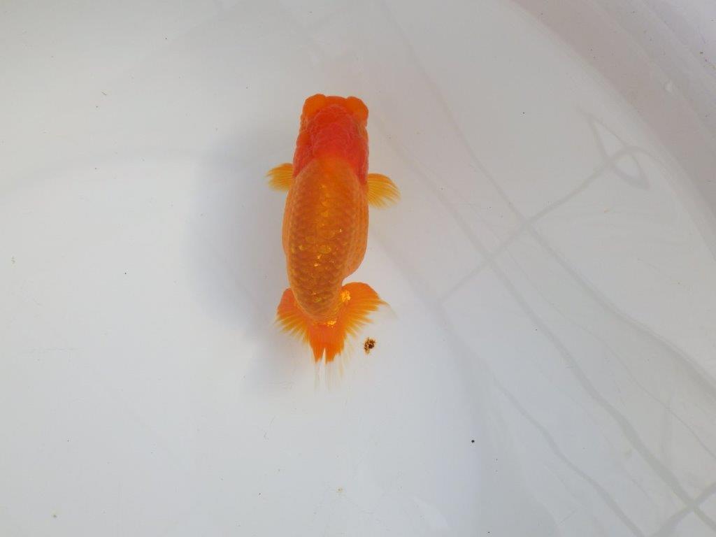 【 志摩紅鱗会所属ブリーダーY様 当歳らんちゅう】タネにお勧め! 約12,5㎝  オス?