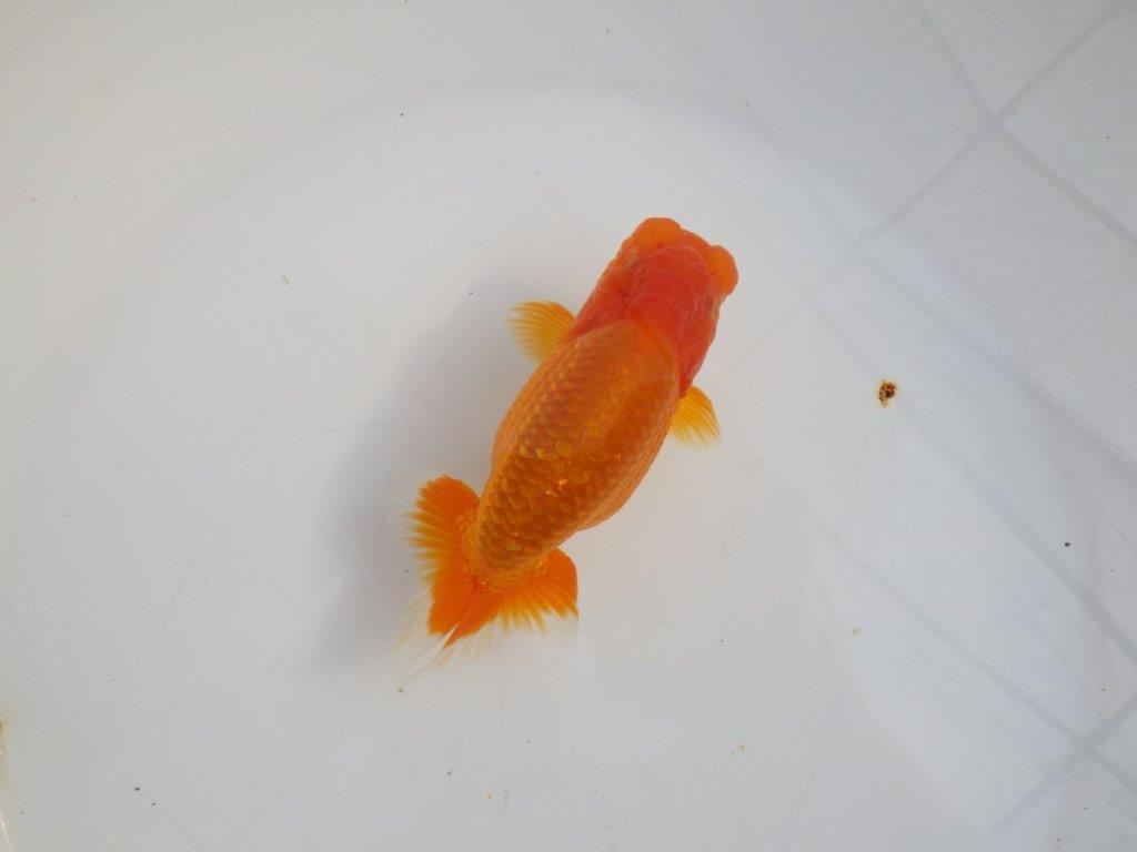 【 志摩紅鱗会所属ブリーダーY様 当歳らんちゅう】タネにお勧め! 約12,5㎝  オス?