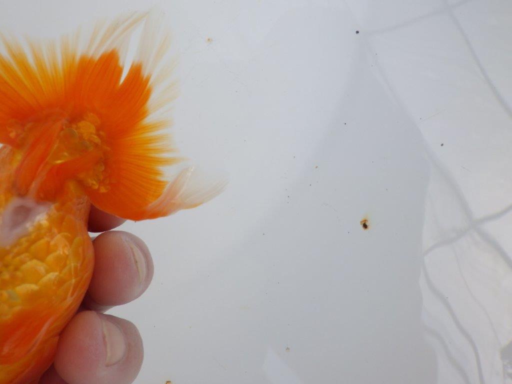 【 志摩紅鱗会所属ブリーダーY様 当歳らんちゅう】タネにお勧め! 約12,5㎝  オス?