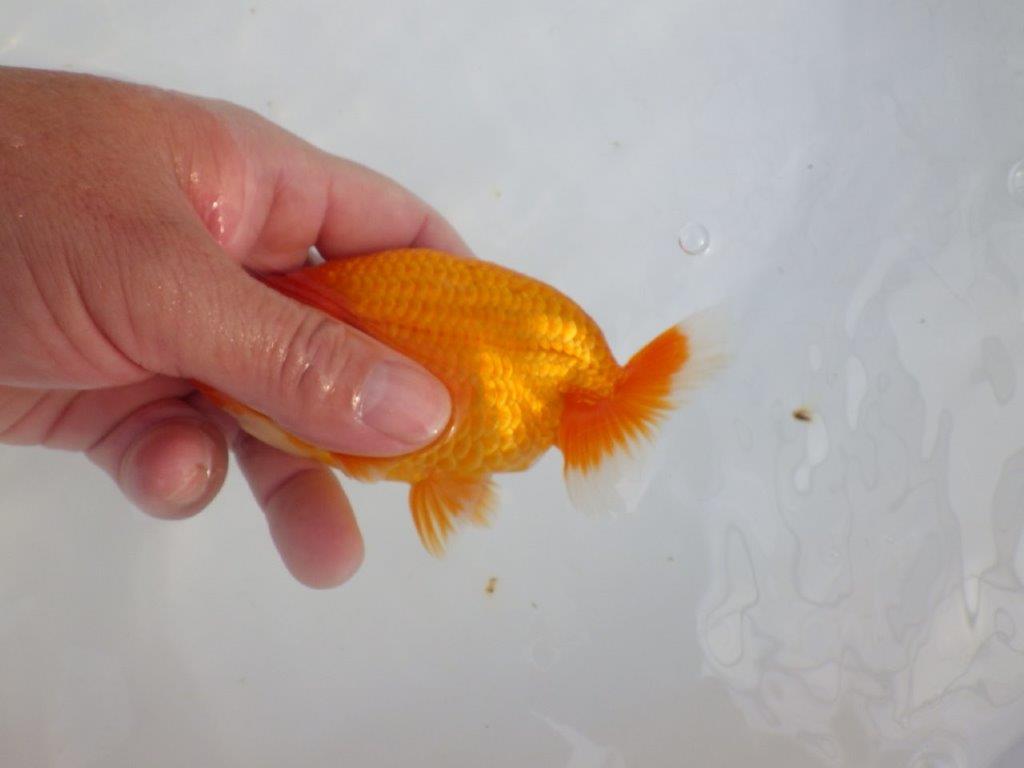 【 志摩紅鱗会所属ブリーダーY様 当歳らんちゅう】タネにお勧め! 約12,5㎝  オス?