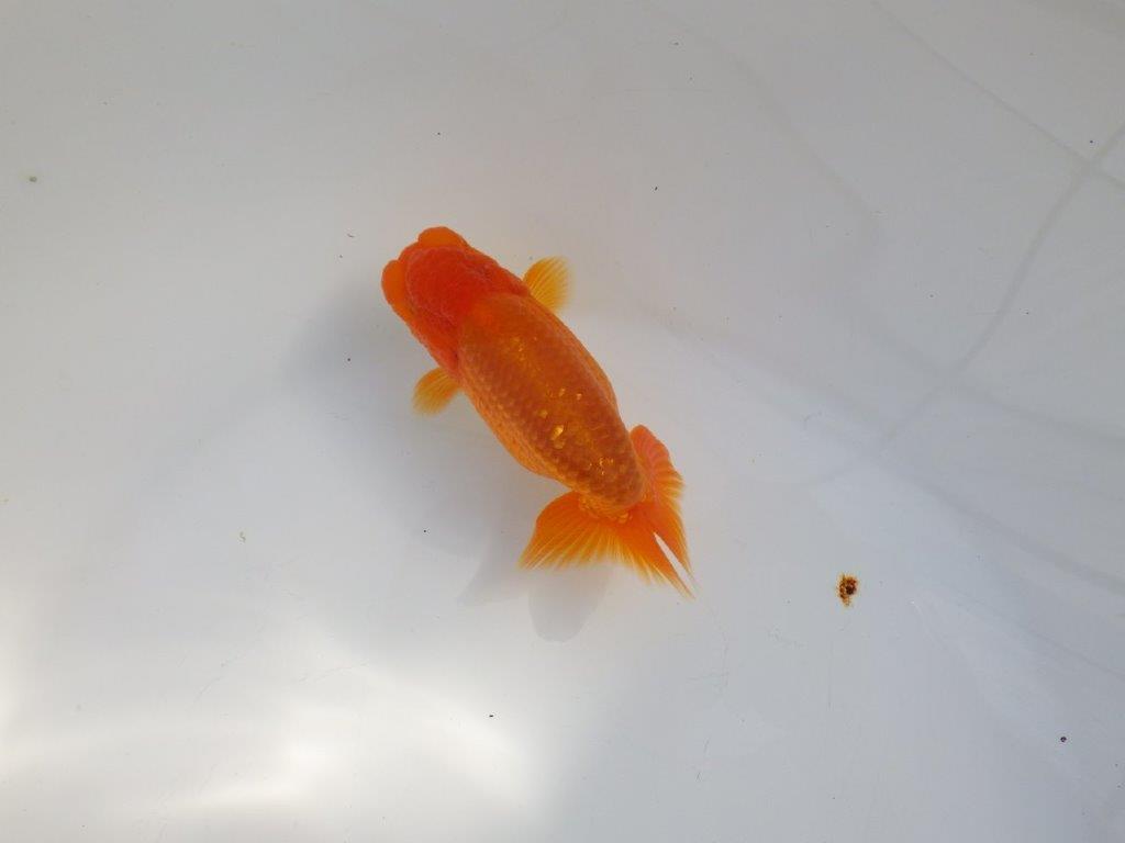 【 志摩紅鱗会所属ブリーダーY様 当歳らんちゅう】雰囲気が良い! 約11,5㎝  オス?