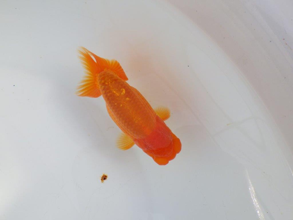 【 志摩紅鱗会所属ブリーダーY様 当歳らんちゅう】雰囲気が良い! 約11,5㎝  オス?