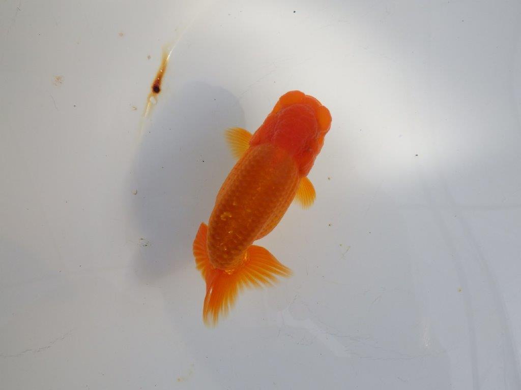 【 志摩紅鱗会所属ブリーダーY様 当歳らんちゅう】雰囲気が良い! 約11,5㎝  オス?