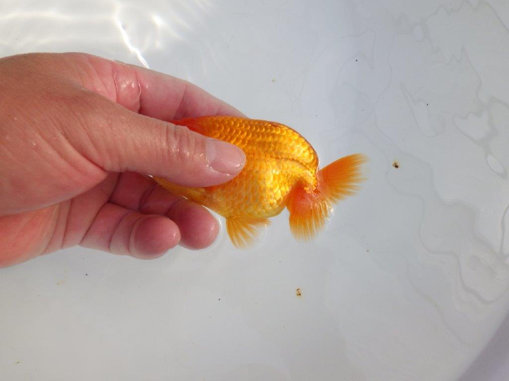 【 志摩紅鱗会所属ブリーダーY様 当歳らんちゅう】雰囲気が良い! 約11,5㎝  オス?