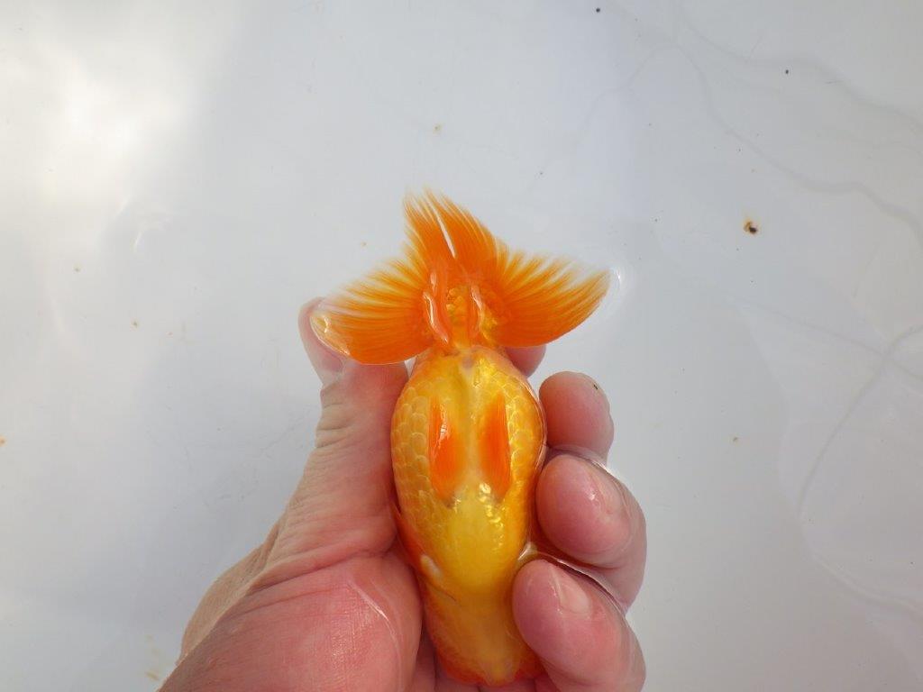 【 志摩紅鱗会所属ブリーダーY様 当歳らんちゅう】雰囲気が良い! 約11,5㎝  オス?