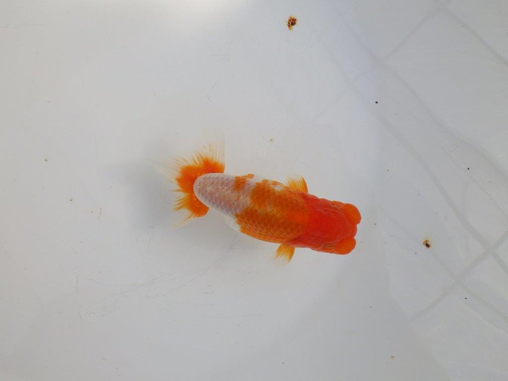 【 志摩紅鱗会所属ブリーダーY様　当歳らんちゅう】柄も良く背のラインも綺麗！　約11,5㎝  オス？