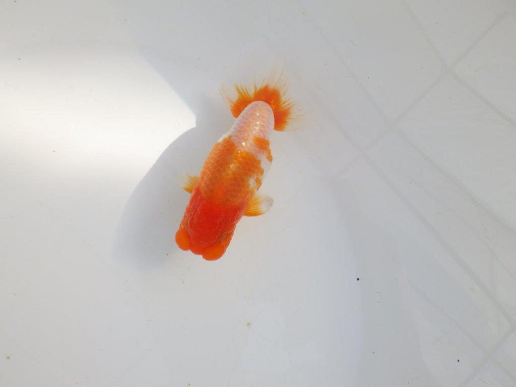 【 志摩紅鱗会所属ブリーダーY様　当歳らんちゅう】柄も良く背のラインも綺麗！　約11,5㎝  オス？