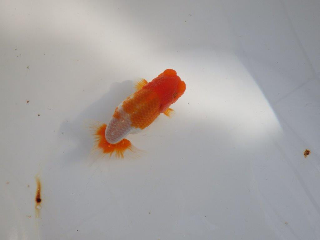 【 志摩紅鱗会所属ブリーダーY様　当歳らんちゅう】柄も良く背のラインも綺麗！　約11,5㎝  オス？