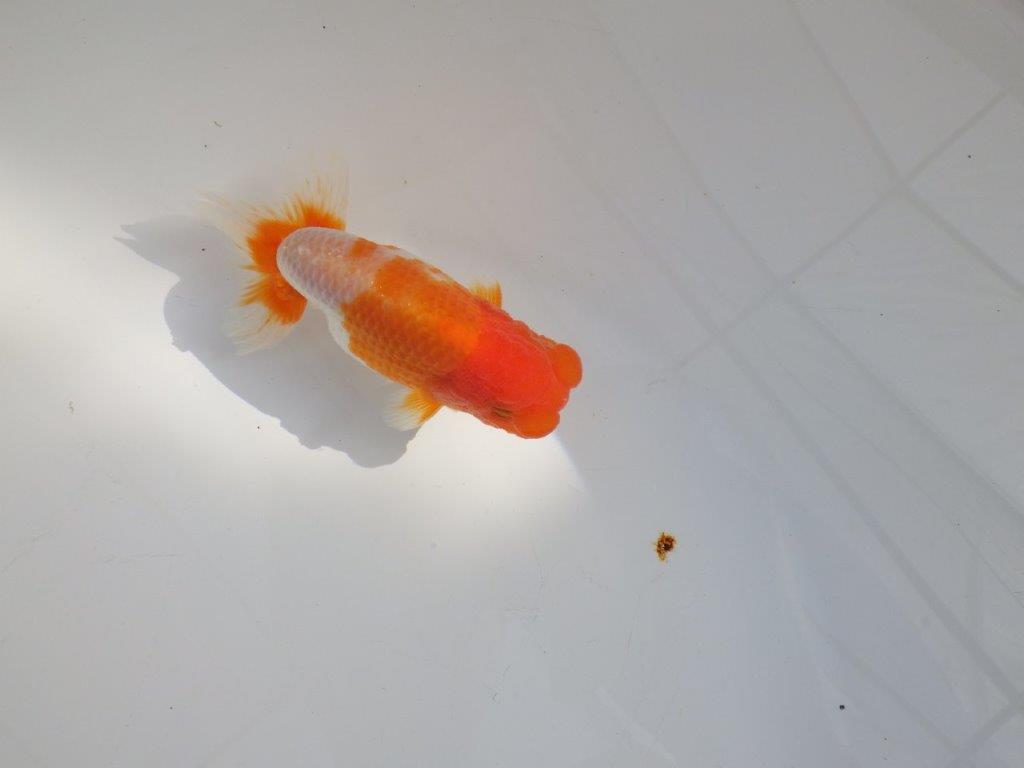 【 志摩紅鱗会所属ブリーダーY様　当歳らんちゅう】柄も良く背のラインも綺麗！　約11,5㎝  オス？