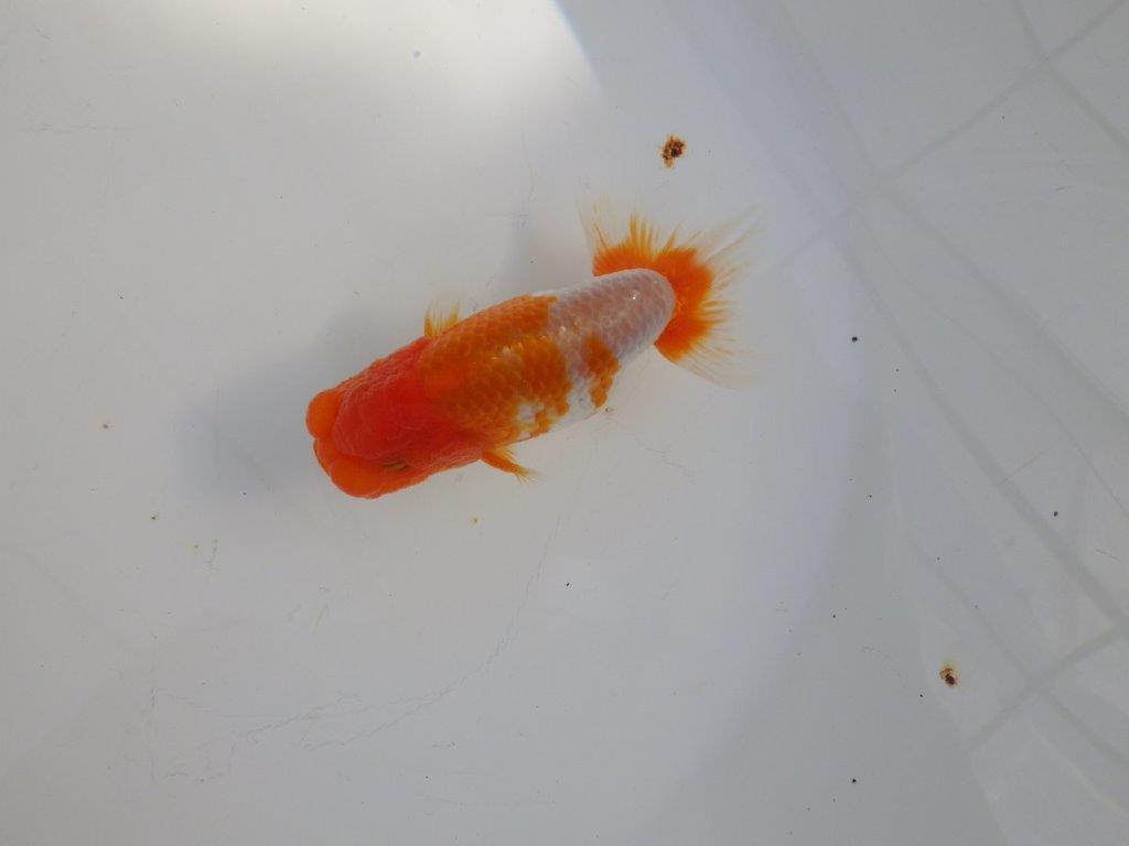 【 志摩紅鱗会所属ブリーダーY様　当歳らんちゅう】柄も良く背のラインも綺麗！　約11,5㎝  オス？