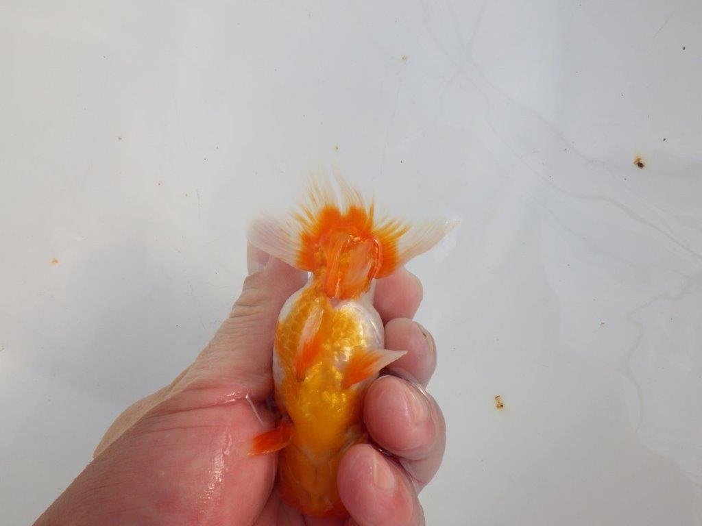 【 志摩紅鱗会所属ブリーダーY様　当歳らんちゅう】柄も良く背のラインも綺麗！　約11,5㎝  オス？