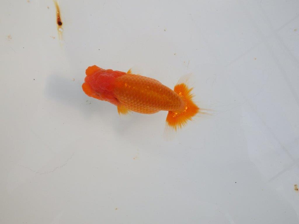 【 志摩紅鱗会所属ブリーダーY様 当歳らんちゅう】今後に期待! 約11,5㎝ オス?