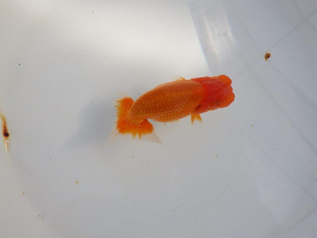 【 志摩紅鱗会所属ブリーダーY様 当歳らんちゅう】今後に期待! 約11,5㎝ オス?