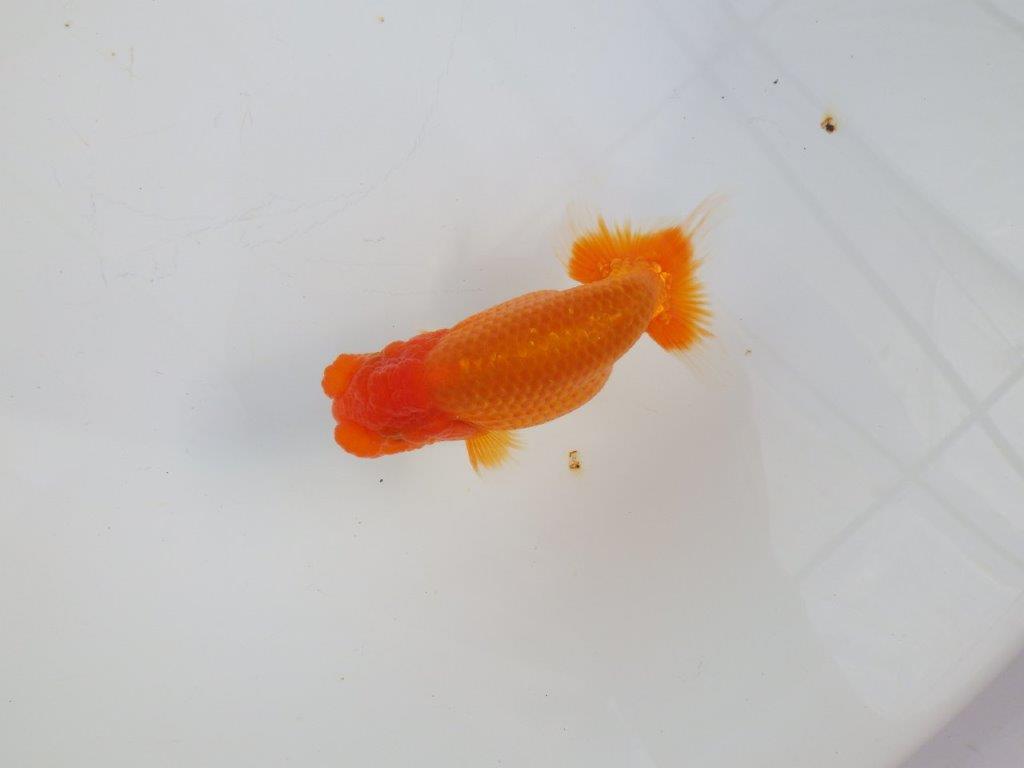 【 志摩紅鱗会所属ブリーダーY様 当歳らんちゅう】今後に期待! 約11,5㎝ オス?