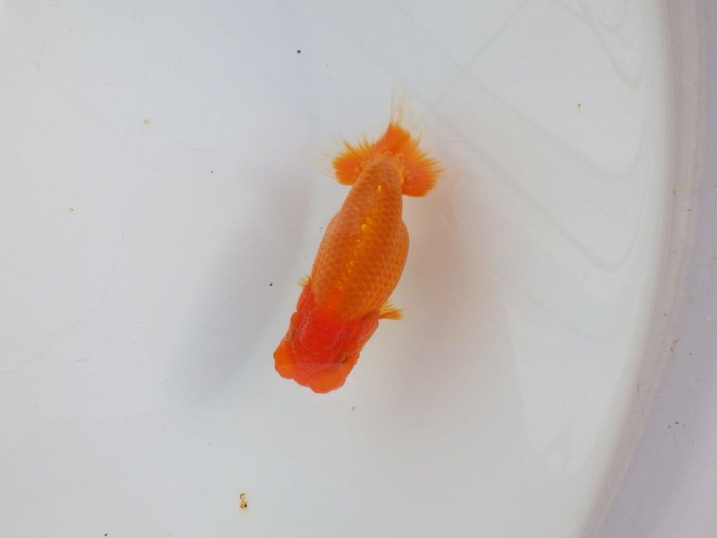 【 志摩紅鱗会所属ブリーダーY様 当歳らんちゅう】今後に期待! 約11,5㎝ オス?