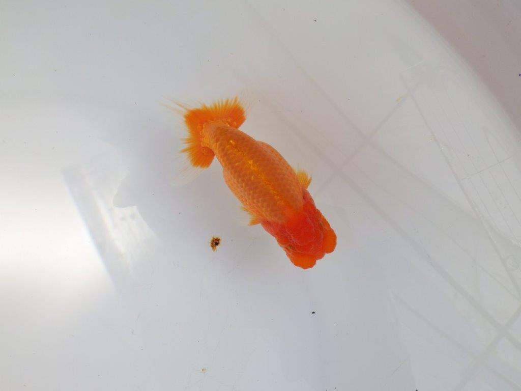 【 志摩紅鱗会所属ブリーダーY様 当歳らんちゅう】今後に期待! 約11,5㎝ オス?