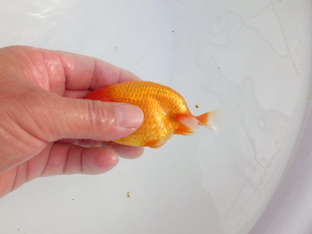 【 志摩紅鱗会所属ブリーダーY様 当歳らんちゅう】今後に期待! 約11,5㎝ オス?