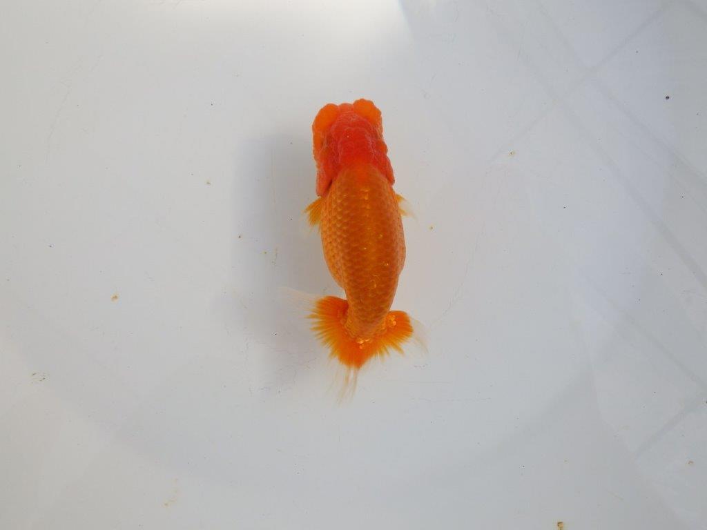 【 志摩紅鱗会所属ブリーダーY様 当歳らんちゅう】今後に期待! 約11,5㎝ オス?