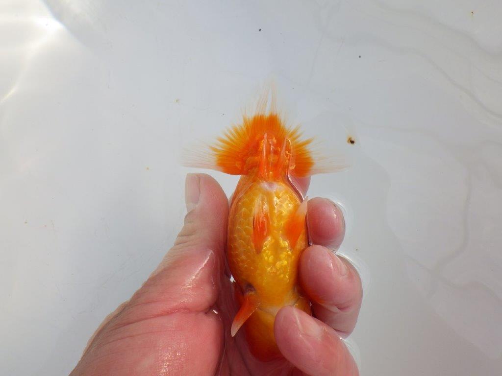 【 志摩紅鱗会所属ブリーダーY様 当歳らんちゅう】今後に期待! 約11,5㎝ オス?