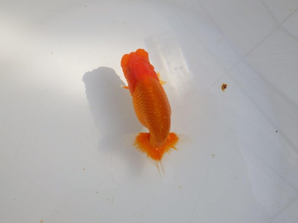 【 志摩紅鱗会所属ブリーダーY様 当歳らんちゅう】今後に期待! 約11,5㎝ オス?