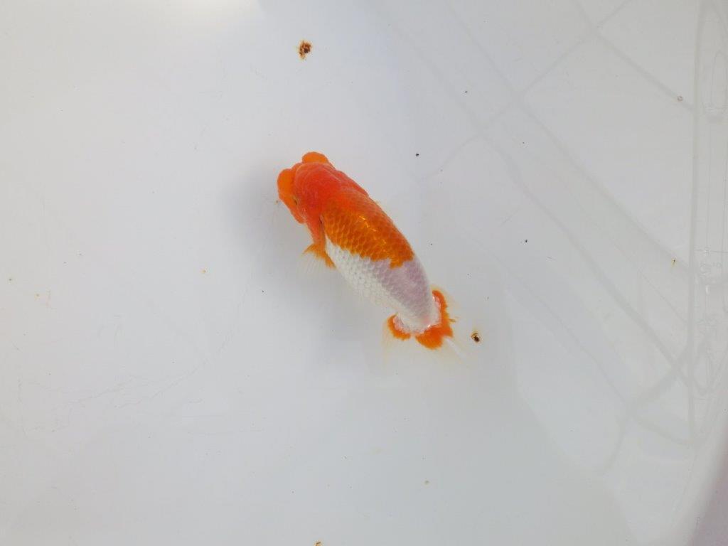 【 志摩紅鱗会所属ブリーダーY様 当歳らんちゅう】フンタン&背が綺麗! 約11,5㎝ オス?