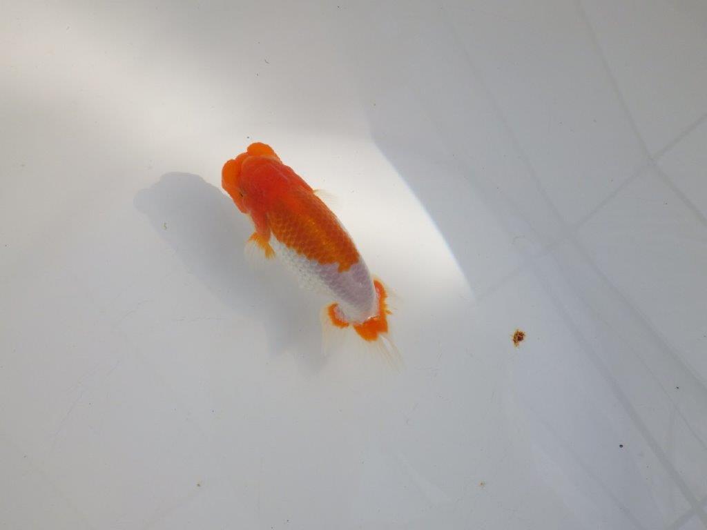 【 志摩紅鱗会所属ブリーダーY様 当歳らんちゅう】フンタン&背が綺麗! 約11,5㎝ オス?