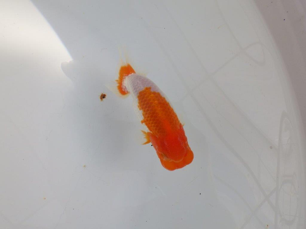 【 志摩紅鱗会所属ブリーダーY様 当歳らんちゅう】フンタン&背が綺麗! 約11,5㎝ オス?