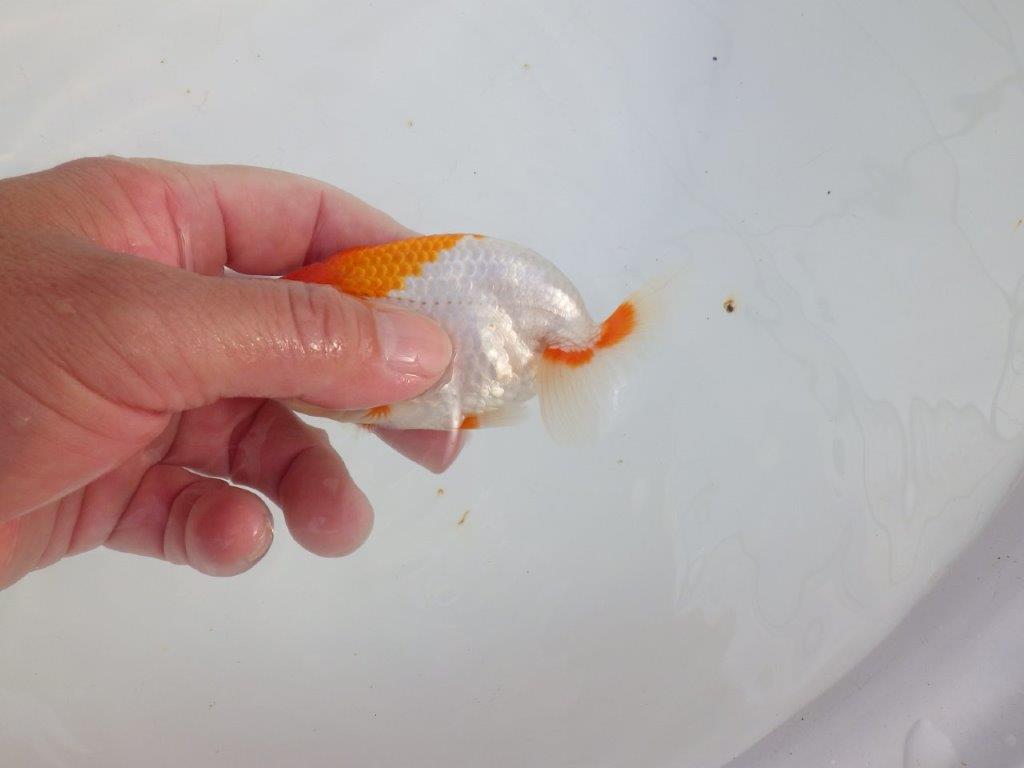 【 志摩紅鱗会所属ブリーダーY様 当歳らんちゅう】フンタン&背が綺麗! 約11,5㎝ オス?