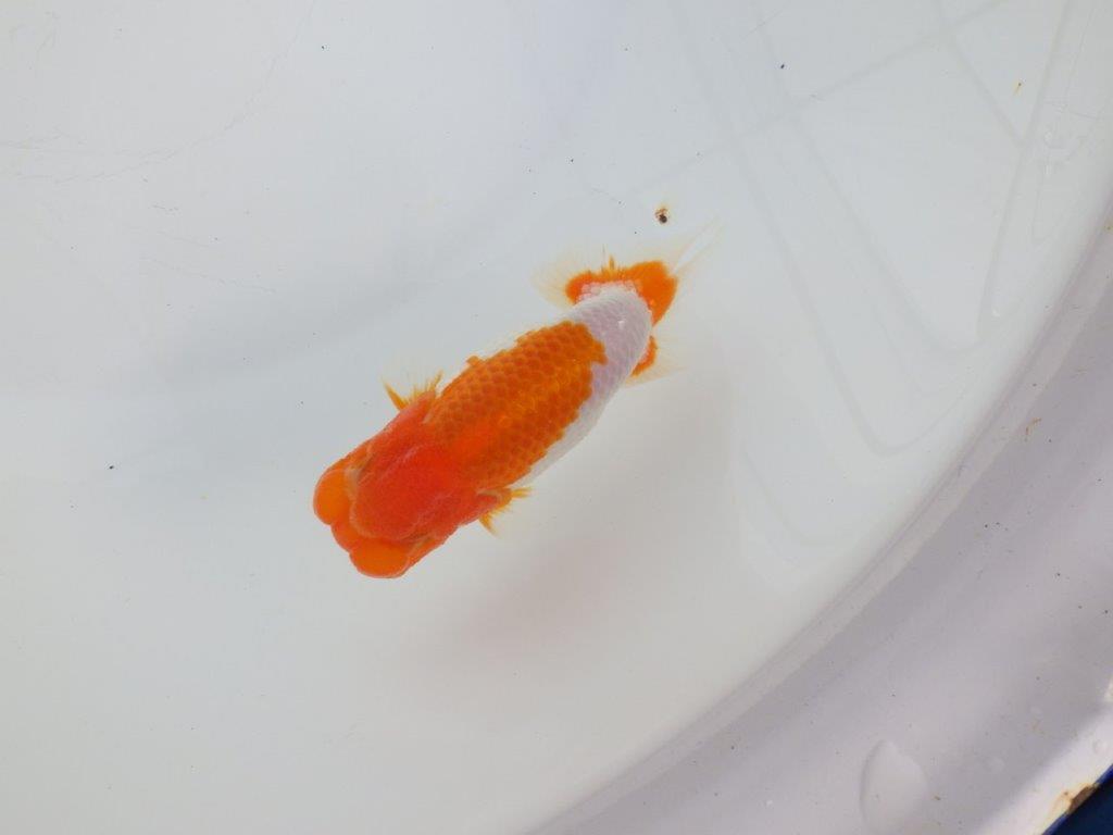 【 志摩紅鱗会所属ブリーダーY様　当歳らんちゅう】フンタン＆背が綺麗！　約11,5㎝  オス？の上身