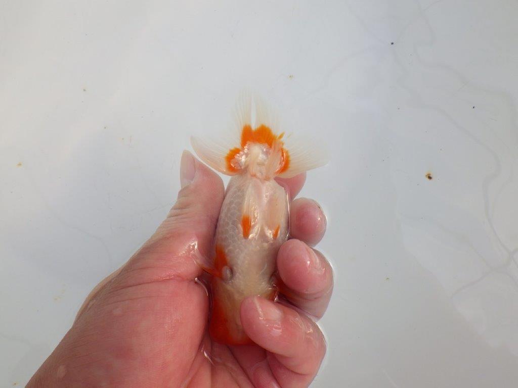 【 志摩紅鱗会所属ブリーダーY様 当歳らんちゅう】フンタン&背が綺麗! 約11,5㎝ オス?