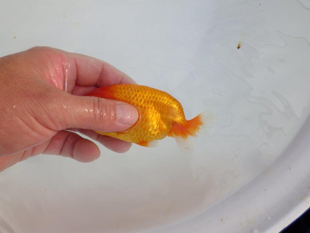 【 志摩紅鱗会所属ブリーダーY様 当歳らんちゅう】魅力あり! 約11,5㎝ オス?