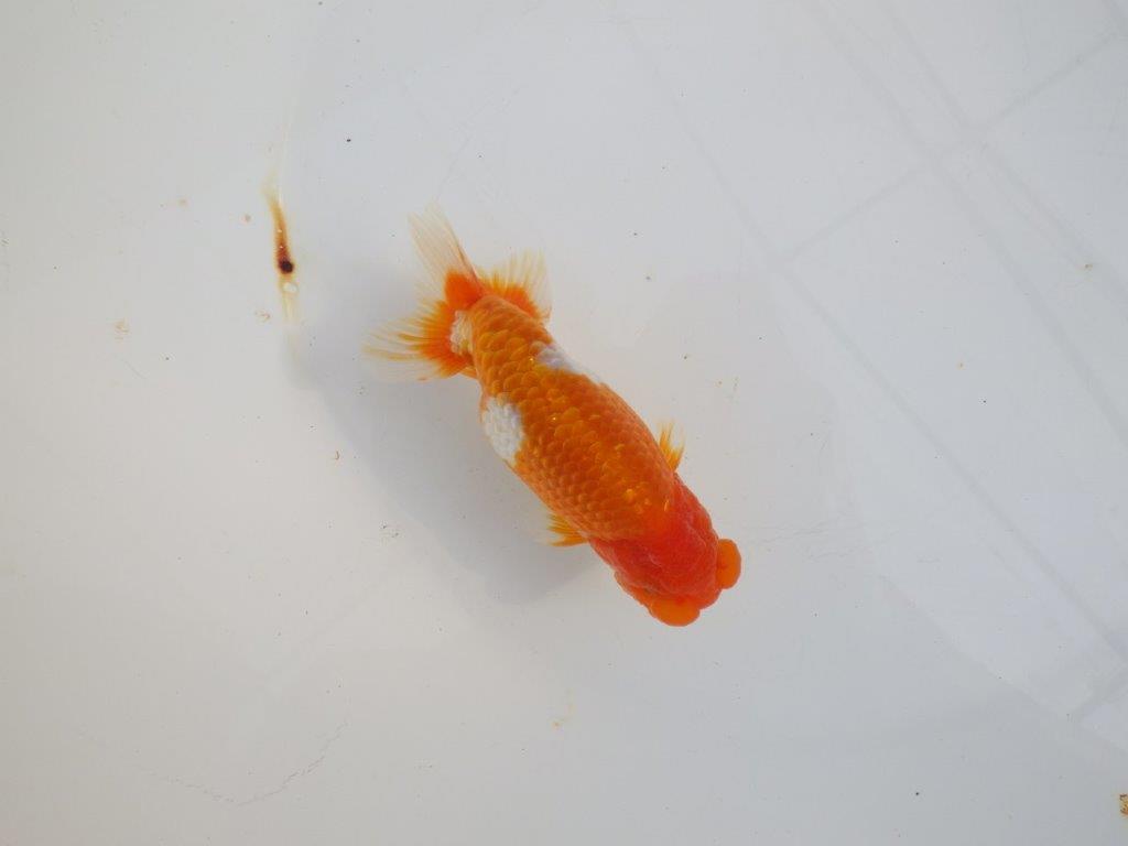 【 志摩紅鱗会所属ブリーダーY様 当歳らんちゅう】綺麗な柄の更紗らんちゅう! 約12,5㎝  オス?