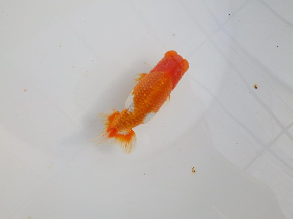 【 志摩紅鱗会所属ブリーダーY様 当歳らんちゅう】綺麗な柄の更紗らんちゅう! 約12,5㎝  オス?