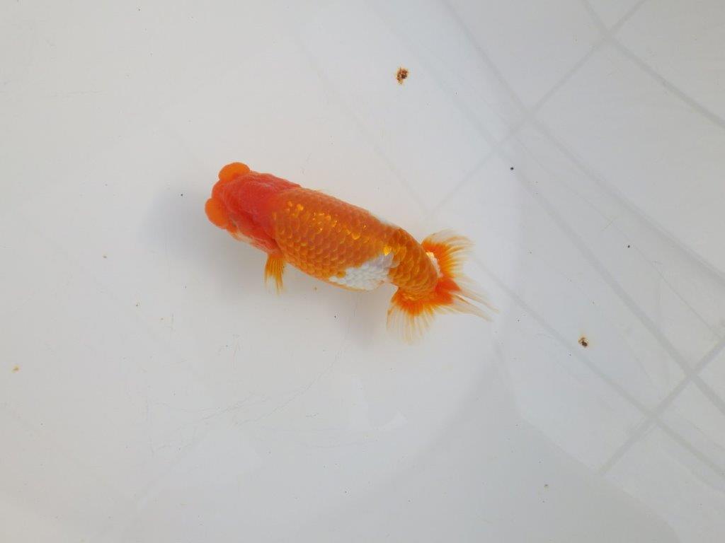 【 志摩紅鱗会所属ブリーダーY様 当歳らんちゅう】綺麗な柄の更紗らんちゅう! 約12,5㎝  オス?