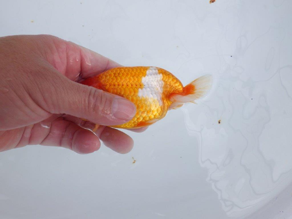 【 志摩紅鱗会所属ブリーダーY様 当歳らんちゅう】綺麗な柄の更紗らんちゅう! 約12,5㎝  オス?